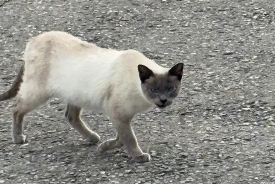 Fundmeldung Katze  Unbekannt Le Mouret Schweiz