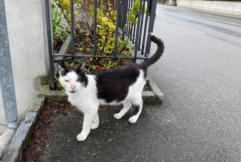 Fundmeldung Katze Unbekannt Nyon Schweiz