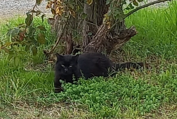 Vermisstmeldung Katze Männliche , 13 jahre Breteuil Frankreich