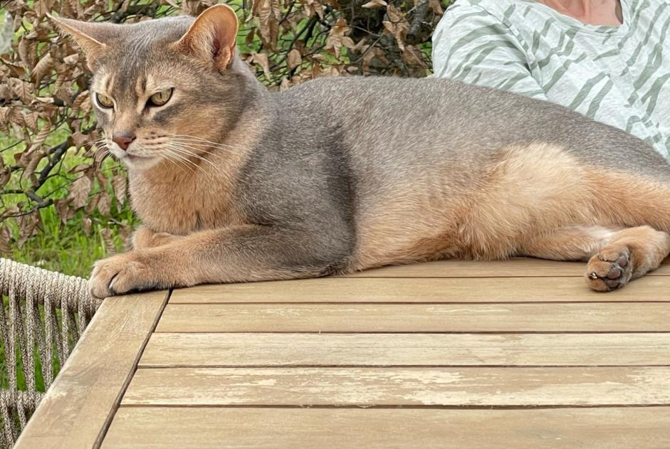 Vermisstmeldung Katze  Männliche , 9 jahre La Fouillade Frankreich