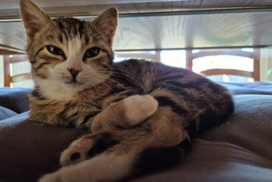 Vermisstmeldung Katze Weiblich , 1 jahre Saint-Denis-en-Val Frankreich