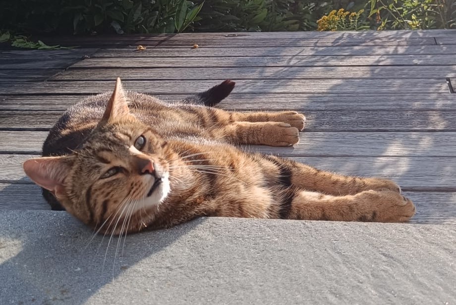 Vermisstmeldung Katze Männliche , 2 jahre Marchiennes Frankreich