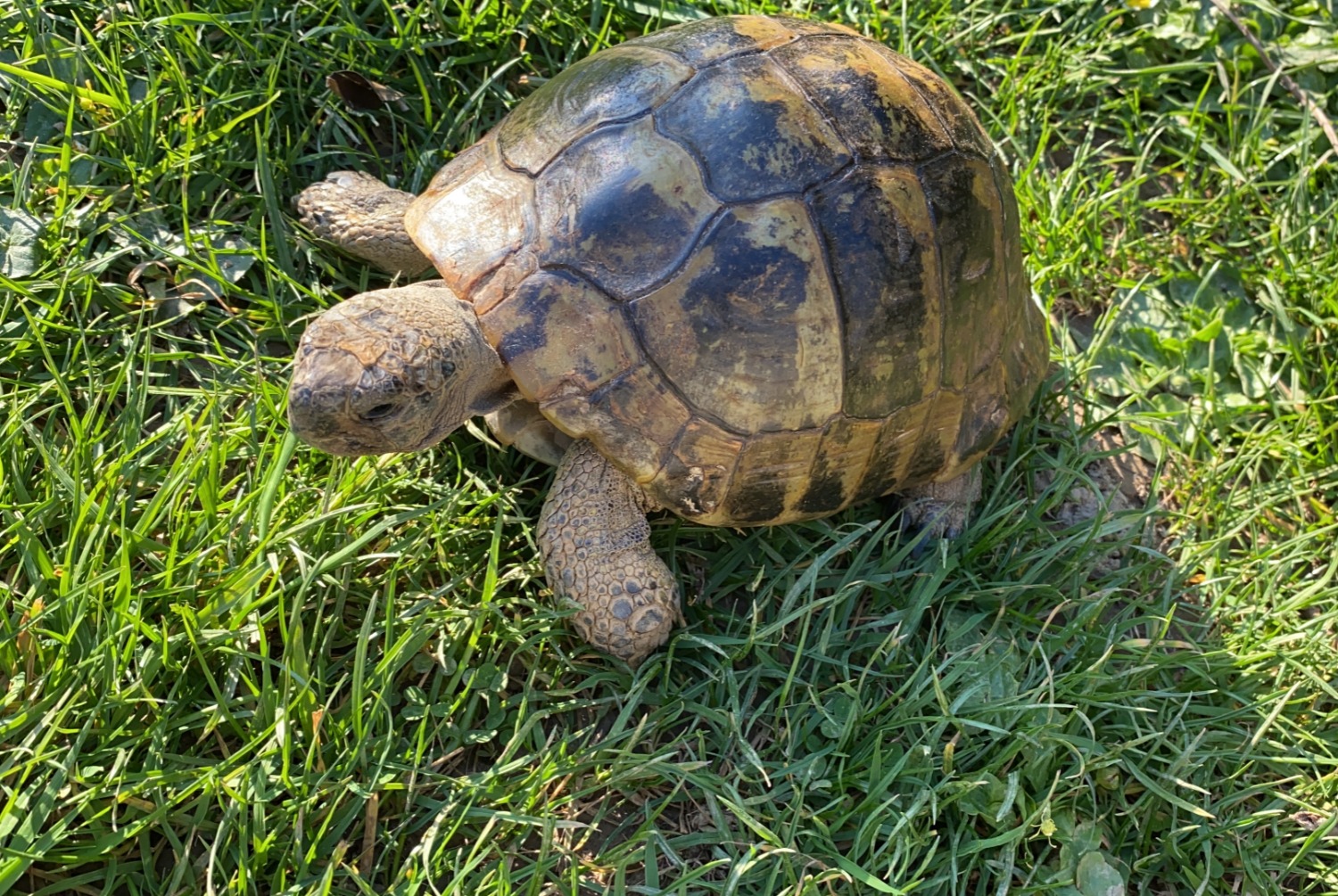 Vermisstmeldung Schildkröte Männliche , 2025 jahre Cesson-Sévigné Frankreich