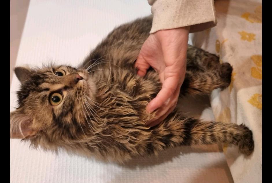 Fundmeldung Katze Männliche Bouillon Belgien