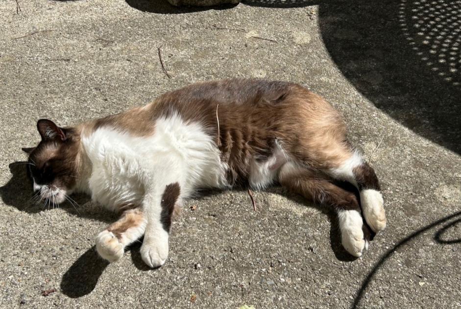 Vermisstmeldung Katze rassenmischung Männliche , 11 jahre Montgeard Frankreich