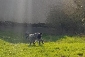 Fundmeldung Hund  Unbekannt Cormeilles-en-Parisis Frankreich