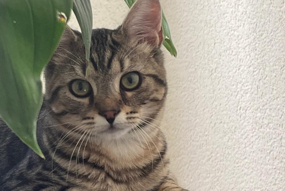 Vermisstmeldung Katze Männliche , 1 jahre St Blaise Schweiz