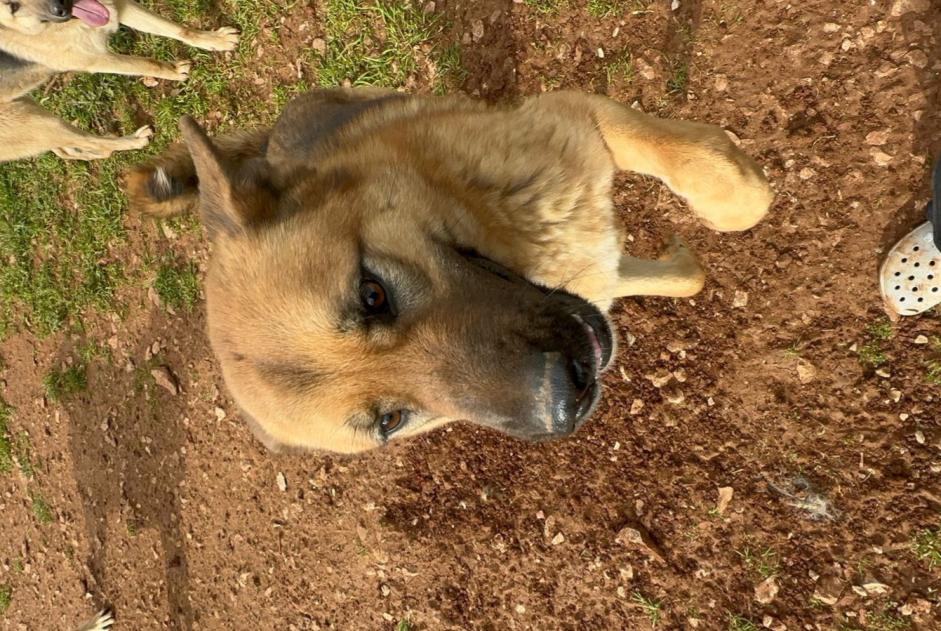 Vermisstmeldung Hund rassenmischung Weiblich , 3 jahre Montlouis-sur-Loire Frankreich