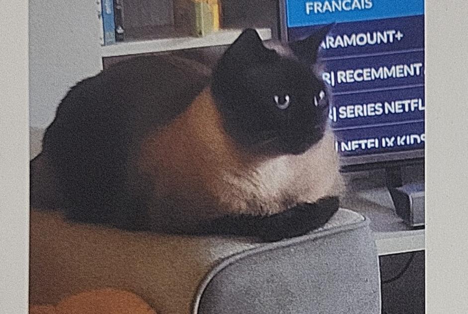 Vermisstmeldung Katze  Männliche , 4 jahre Drancy Frankreich