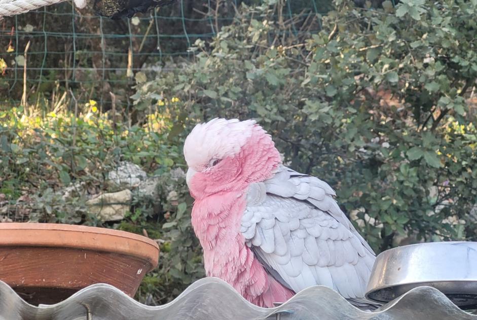 Fundmeldung Vogel Unbekannt Rougiers Frankreich