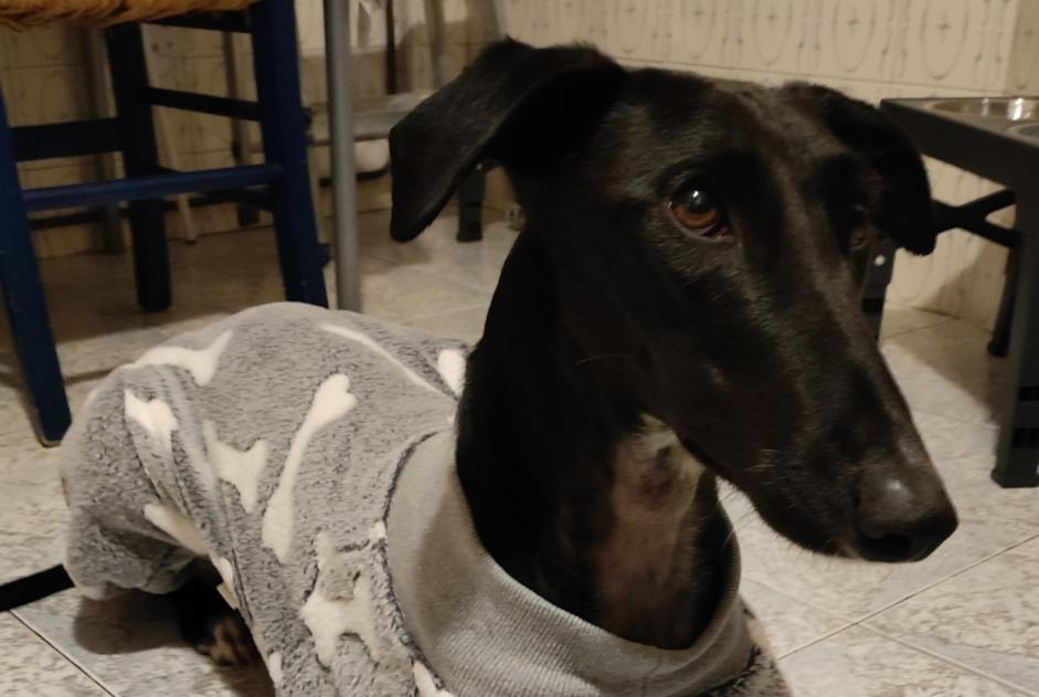 Vermisstmeldung Hund  Weiblich , 3 jahre Bilbao Spanien