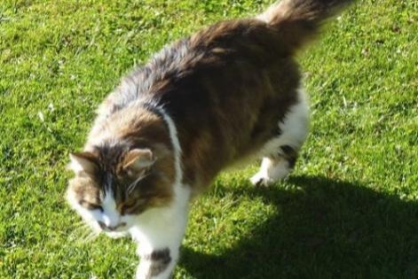 Disappearance alert Cat miscegenation Male , 19 years Les Fontenelles France