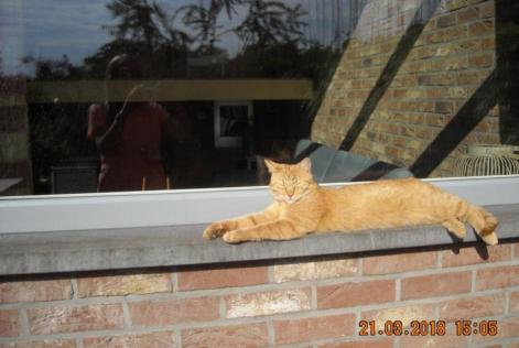 Disappearance alert Cat Male , 9 years Liège Belgium