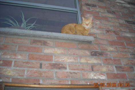 Disappearance alert Cat Male , 9 years Liège Belgium