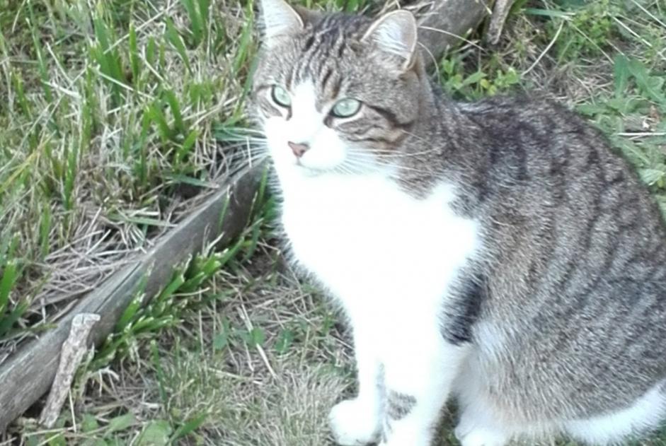 Disappearance alert Cat  Male , 9 years Vertou France