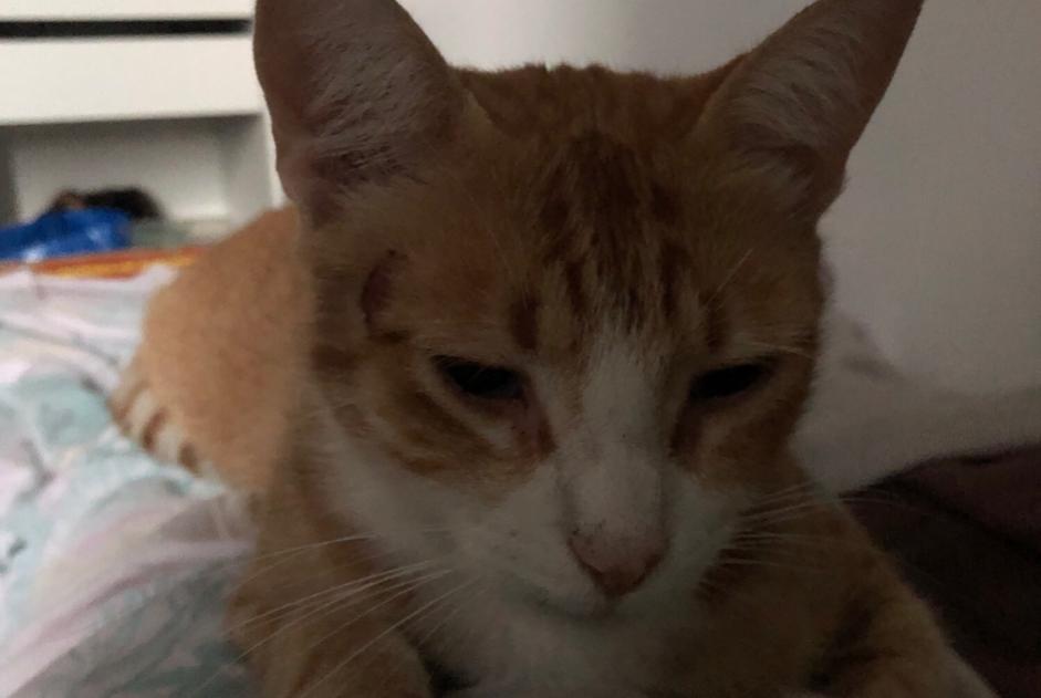 Disappearance alert Cat Male , 6 years Fontrieu France