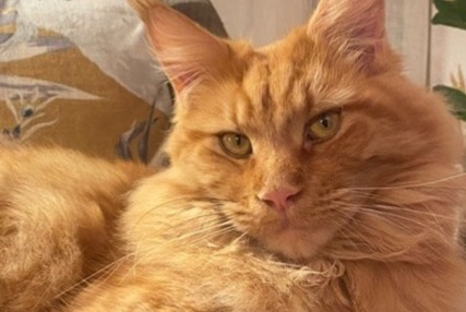 Disappearance alert Cat  Male , 5 years La Frette-sur-Seine France