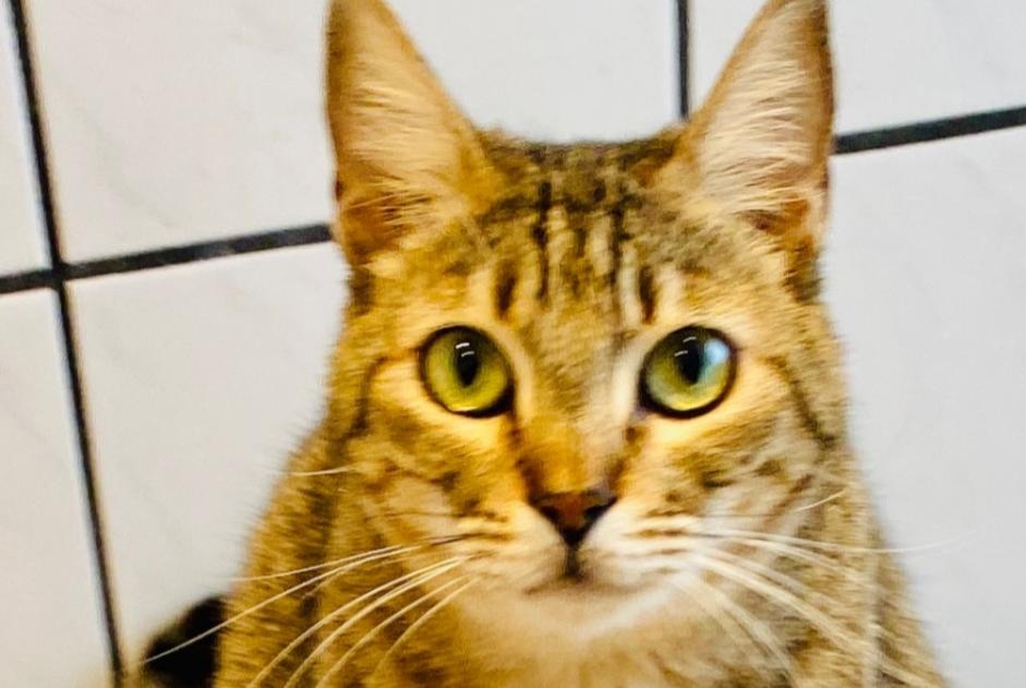 Disappearance alert Cat Male , 4 years Berlin Germany