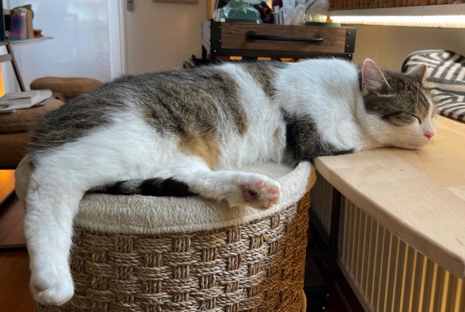 Disappearance alert Cat Male , 3 years Mersch Luxembourg