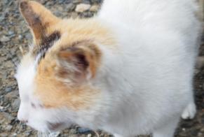 Discovery alert Cat  Female Cadaqués Spain
