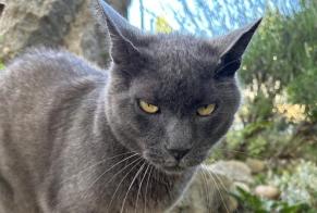 Disappearance alert Cat Male , 15 years Villars-le-Terroir Switzerland