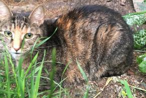 Discovery alert Cat  Female Lahr/Schwarzwald Germany