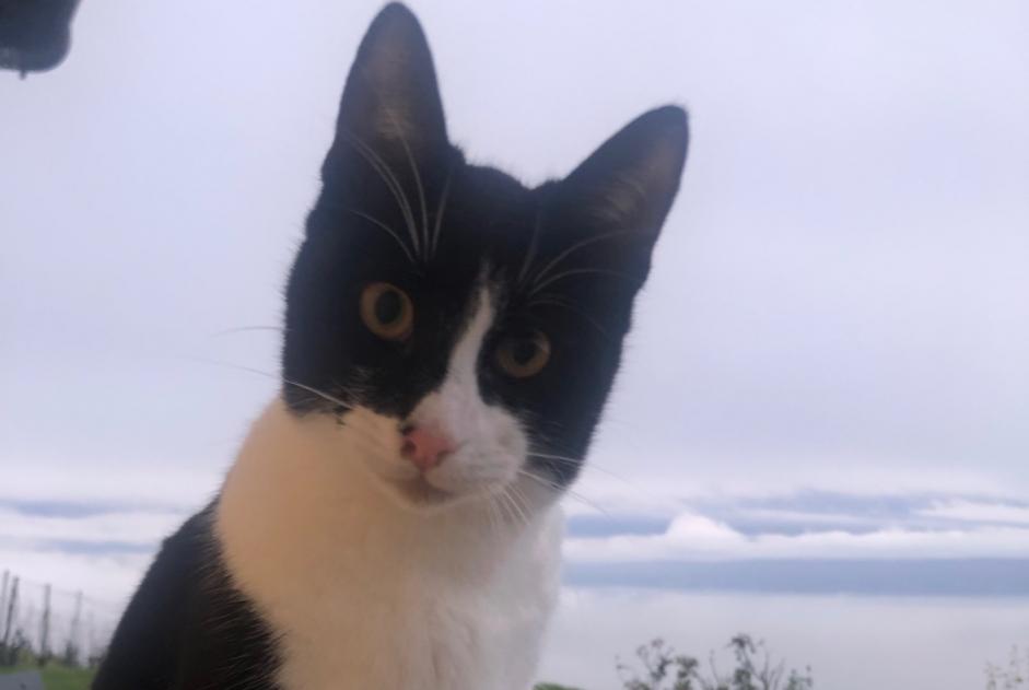 Disappearance alert Cat  Male , 1 years Bourg-en-Lavaux Switzerland