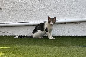Discovery alert Cat Male Callosa de Ensarriá Spain