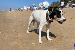 Discovery alert Dog Male Isla Cristina Spain