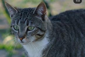 Disappearance alert Cat miscegenation Female , 9 years Cañada del Trigo Spain