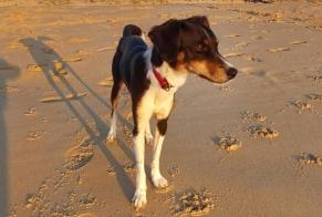 Disappearance alert Dog miscegenation Male , 1 years Peñíscola Spain