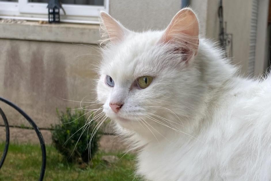 Disappearance alert Cat Female , 8 years Couture France