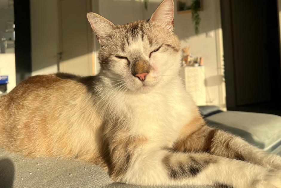 Disappearance alert Cat Male , 3 years Les Sables-d'Olonne France