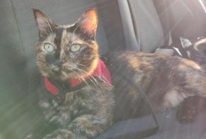 Disappearance alert Cat  Female , 2 years Cadaqués Spain