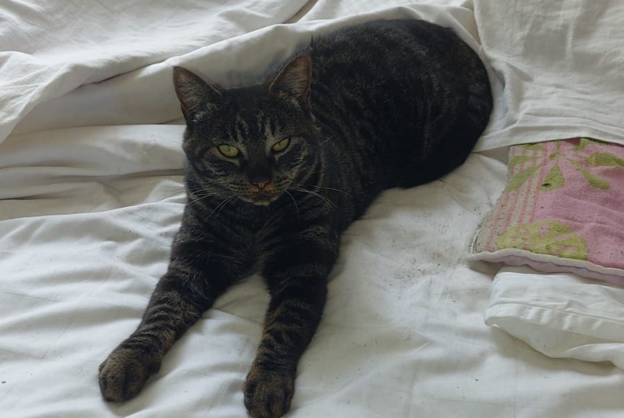 Disappearance alert Cat miscegenation Female , 7 years Chasselay France