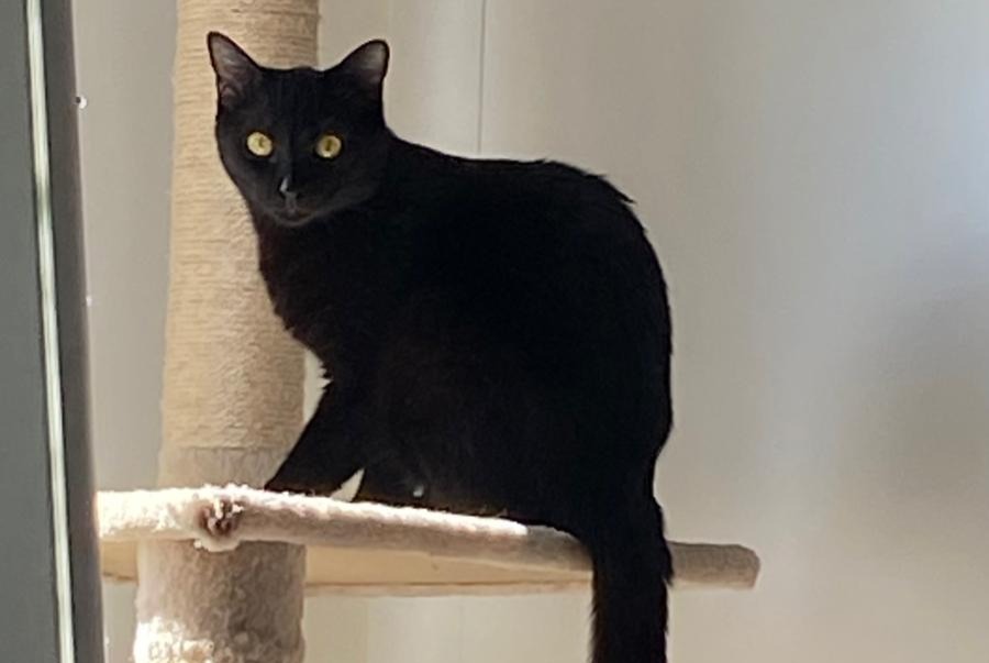 Disappearance alert Cat Female , 1 years Cheseaux-sur-Lausanne Switzerland