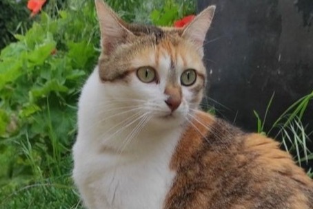 Disappearance alert Cat  Female , 3 years Nonette-Orsonnette France