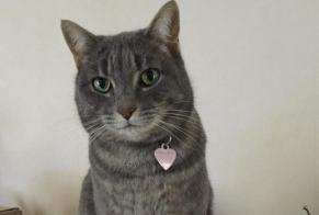 Disappearance alert Cat Female , 10 years Jávea Spain