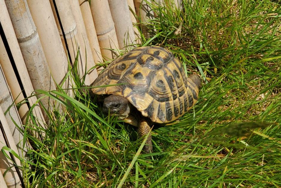 Disappearance alert Tortoise Male , 2024 years Le Poiré-sur-Vie France