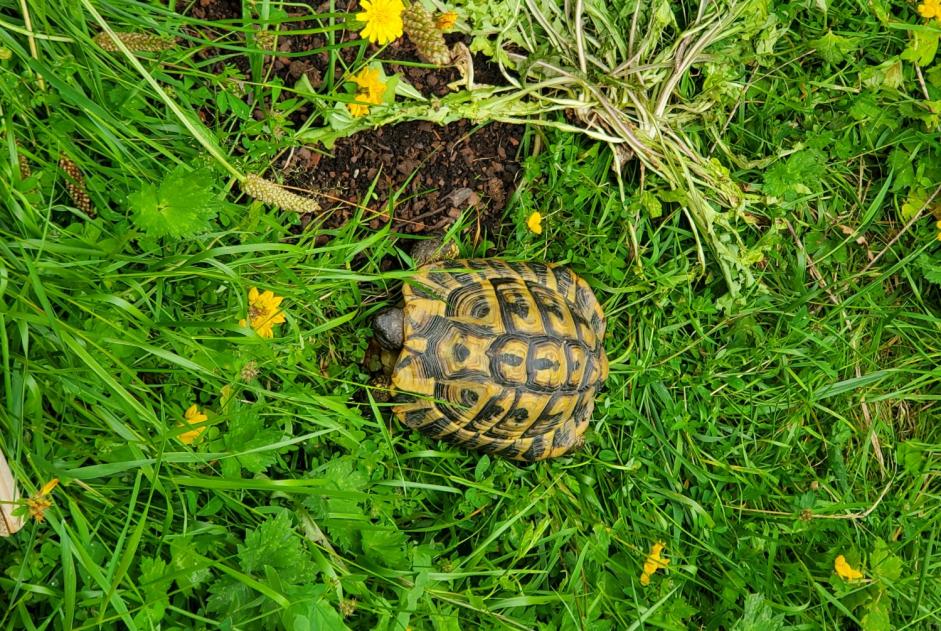 Disappearance alert Tortoise Male , 2024 years Le Poiré-sur-Vie France