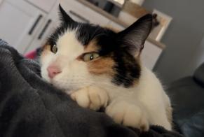 Disappearance alert Cat  Female , 6 years La Canourgue France