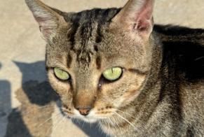 Disappearance alert Cat  Female , 1 years Tarragona Spain