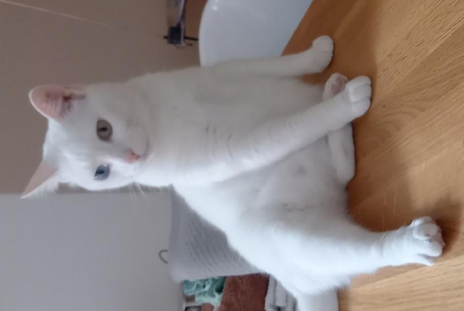 Disappearance alert Cat  Male , 5 years Eysines France