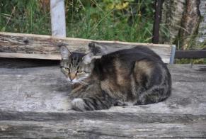 Disappearance alert Cat Male , 12 years Blonay - Saint-Légier Switzerland