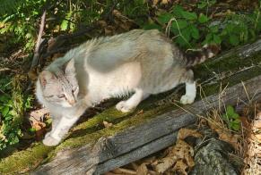 Discovery alert Cat Female Le Pompidou France