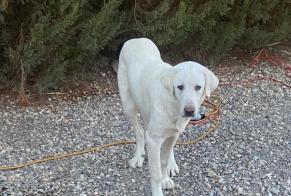 Discovery alert Dog miscegenation Female Los Yesos Spain