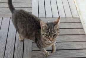 Discovery alert Cat miscegenation Female Carnac France