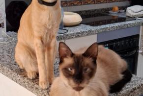 Disappearance alert Cat  Male , 11 years Villamartín Spain