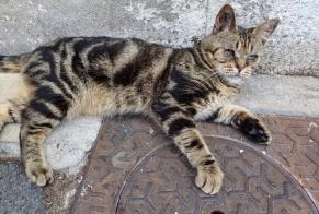 Discovery alert Cat Male Valenciennes France