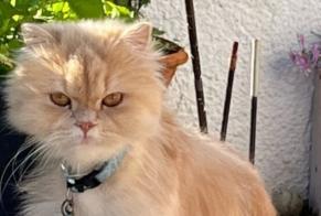 Disappearance alert Cat  Male , 2 years L'Escala Spain